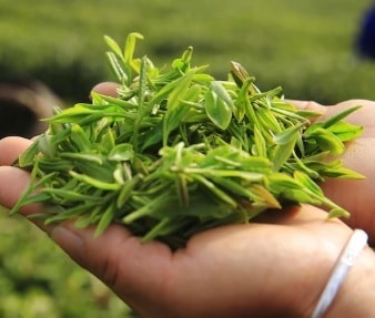 Green Tea in China - Origin, Benefits & Side Effects