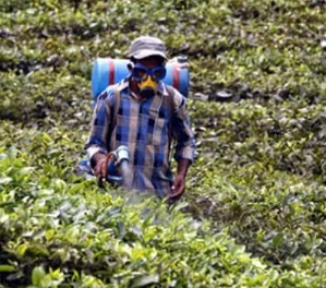 Claim of Pesticides in China Tea