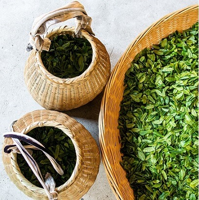 Top 10 Green Tea Brands In The World | Green Tea Producing Companies